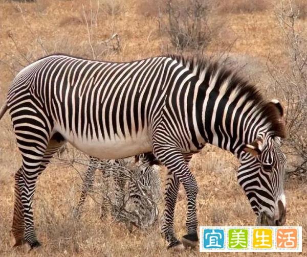 生存危机!肯尼亚严重干旱,超200头大象死亡,干旱席卷全球!