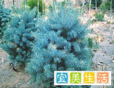 世界上唯一的蓝色常青树---克罗拉多蓝杉使用植物非试管高效快繁技术快繁克罗拉多蓝杉