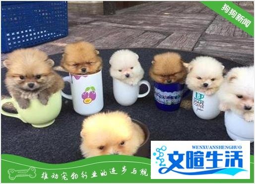 茶杯贵宾犬要多少钱？