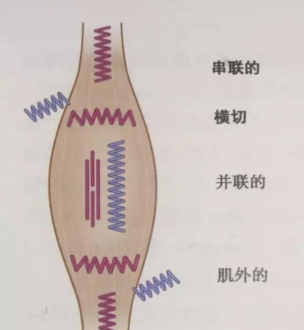 【科学看武术】谈谈区别西方肌肉训练的传武筋骨训练体系(三)大筋训练模式探究(下)