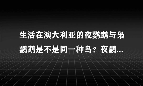 生活在澳大利亚的夜鹦鹉与枭鹦鹉是不是同一种鸟？夜鹦鹉会飞吗？