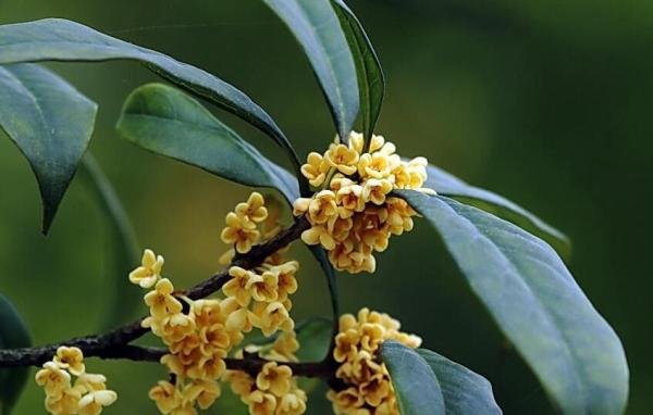 流苏树嫁接桂花的缺点 流苏树嫁接桂花的地方长出了流苏