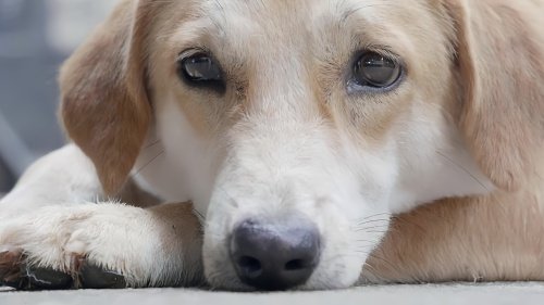狗狗让我上瘾戒不掉怎么办