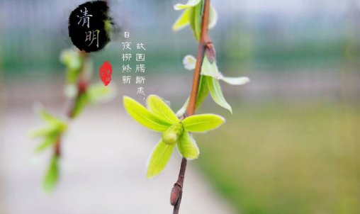清明节内容怎么写一年级