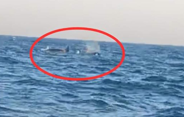 三头巨型海兽浮出辽宁海域是什么情况？