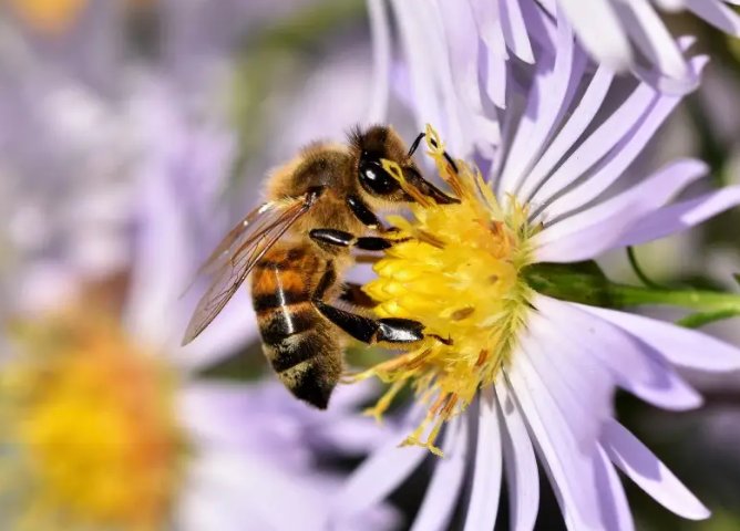 加拿大一省长讲话时误吞蜜蜂,蜜蜂进入食道里还能存活吗?