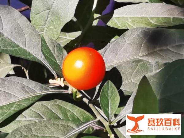 黄金持续下跌！2021年能跌到每克300元吗？主要看三个情况