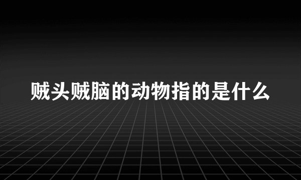 贼头贼脑的动物指的是什么