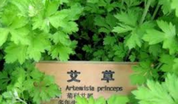 艾叶的功效与作用及禁忌