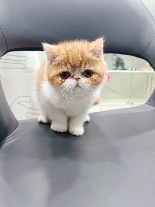 接吻猫一般人不敢碰