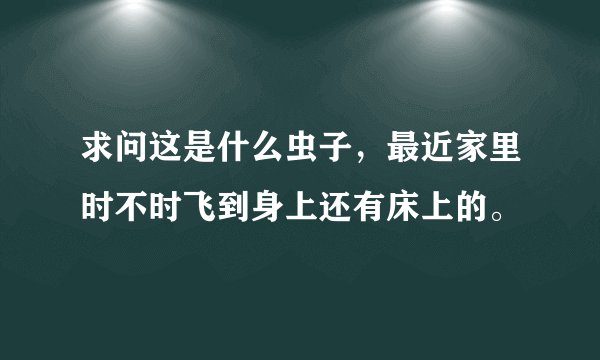 求问这是什么虫子,最近家里时不时飞到身上还有床上的。