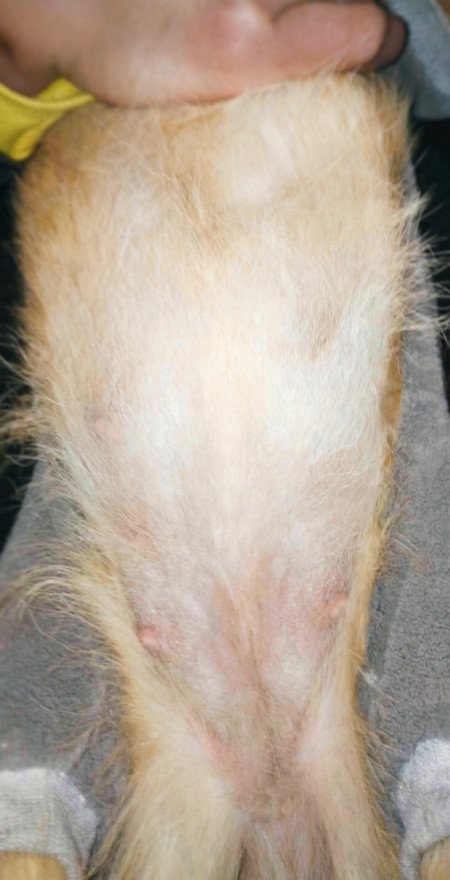 靠摸肚子猜狗狗怀了几只到底靠谱吗？