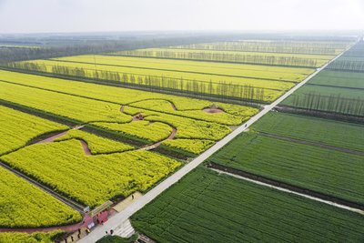 一亩田多大面积