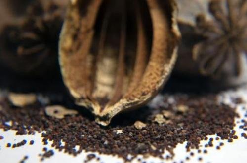 ？太黑心！甘肃一学生餐厅档口辣椒油含罂粟粉，这会对身体健康造成哪些威胁