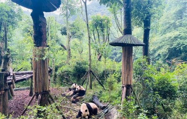 6人被终生禁入熊猫基地，熊猫比人还珍贵？