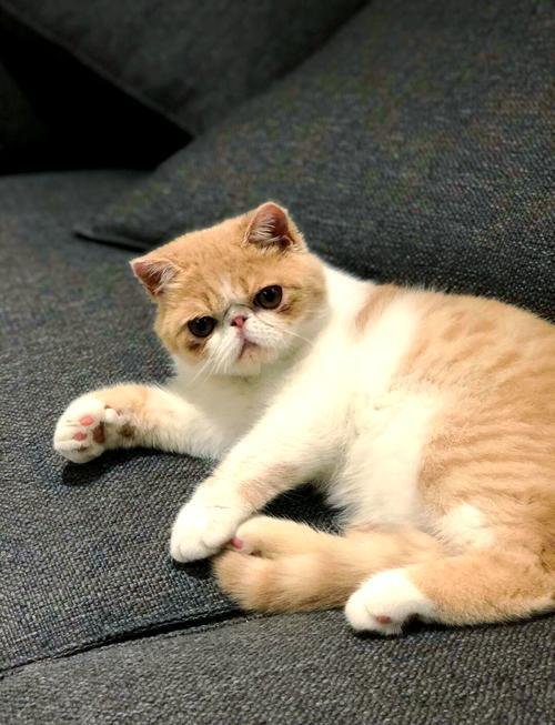 接吻猫一般人不敢碰
