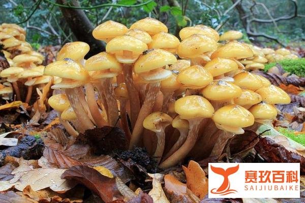 【地球生物全系列——从单细胞到人类】红菇目—刺孢多孔菌科