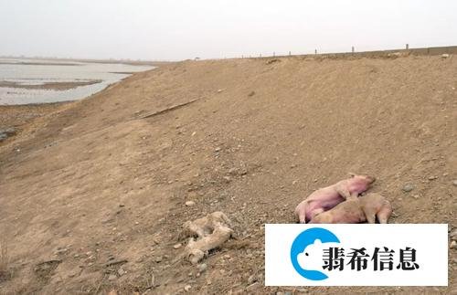 黄河大堤死猪事件是什么原因?看看官方回应!