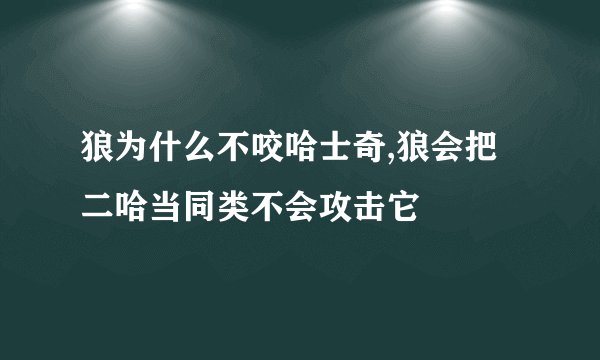 狼为什么不咬哈士奇,狼会把二哈当同类不会攻击它