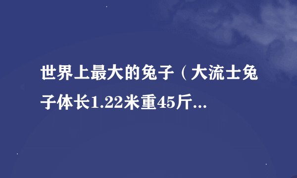 世界上最大的兔子（大流士兔子体长1.22米重45斤-如同七岁孩童大）