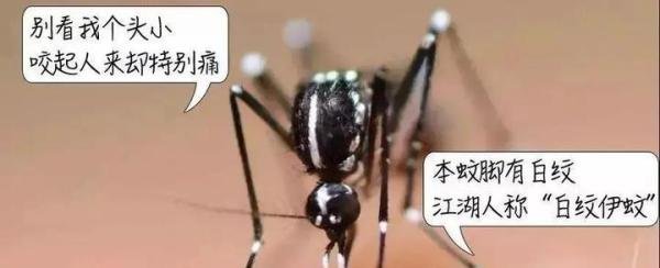 安徽确诊1例登革热病例!近期出现这些症状千万要小心!