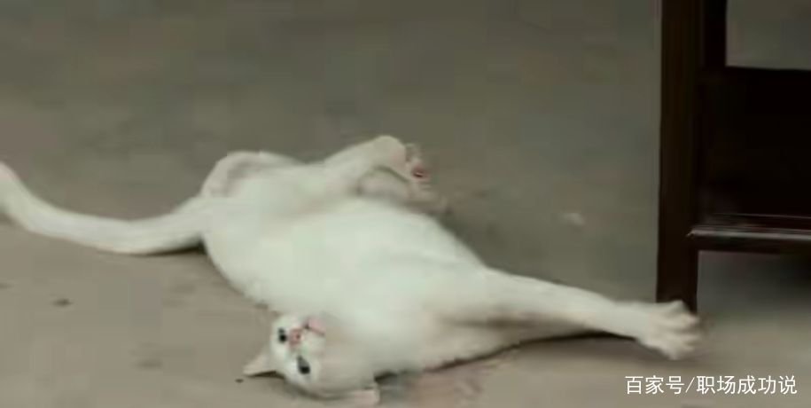 《当家主母》中毒死的是真猫吗?