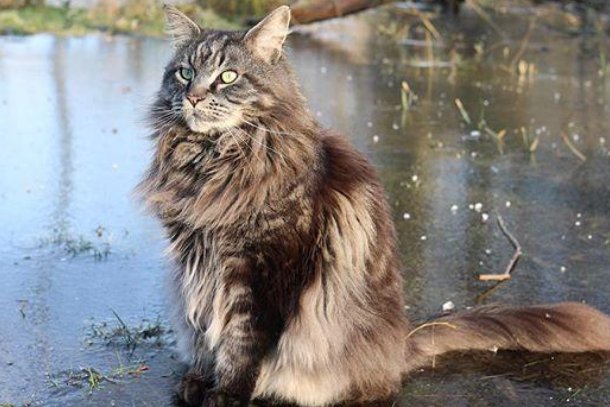 23万缅因猫意外坠楼死亡，保姆该不该承担相应的责任？