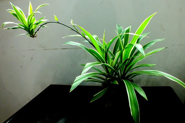 什么植物可以净化室内空气