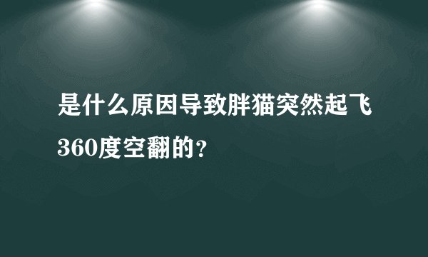 是什么原因导致胖猫突然起飞360度空翻的？