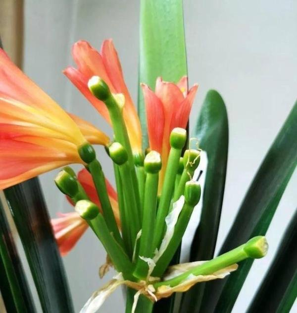 君子兰花开完后花梗怎么处理