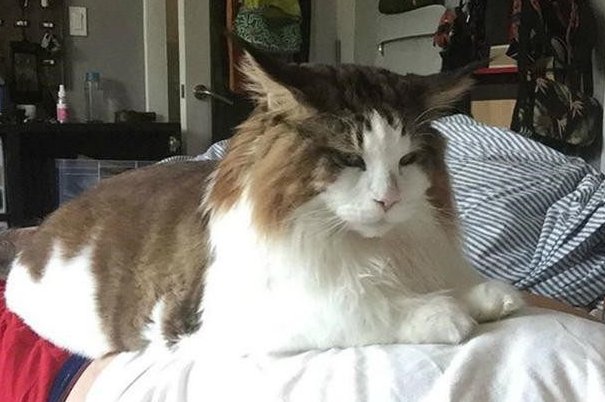 23万缅因猫意外坠楼死亡,保姆该不该承担相应的责任?