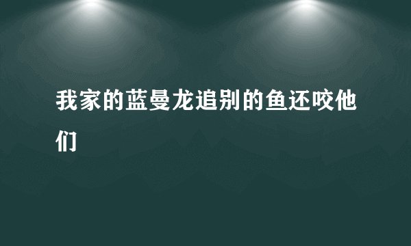 我家的蓝曼龙追别的鱼还咬他们