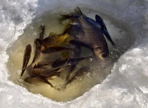 鱼塘主买了100块冰给鱼降温，湖南岳阳的天气究竟有多热？