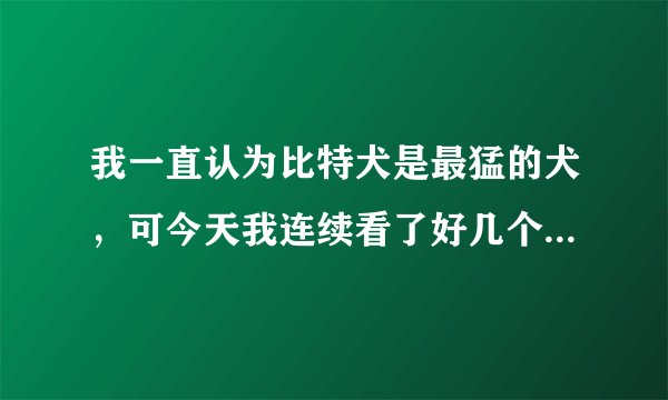 我一直认为比特犬是最猛的犬，可今天我连续看了好几个斗狗视频，为什么比特犬被高加索犬分分钟秒杀，完全