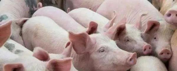 猪肉价格连续22周回落，“二师兄”跌入谷底