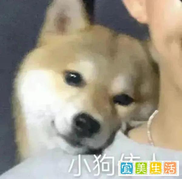 国际航班放开！取消入境隔离，留学生落地直接回家！