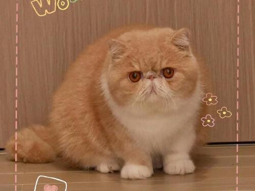 接吻猫一般人不敢碰