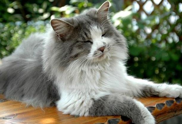 广东一名贵的猫王后代医院体检被误做绝育,医院该不该为此事负责?