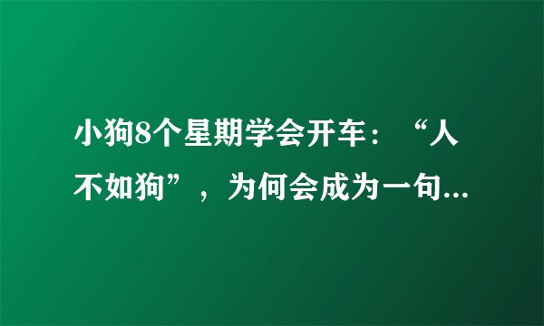 小狗8个星期学会开车：“人不如狗”，为何会成为一句“群嘲”？