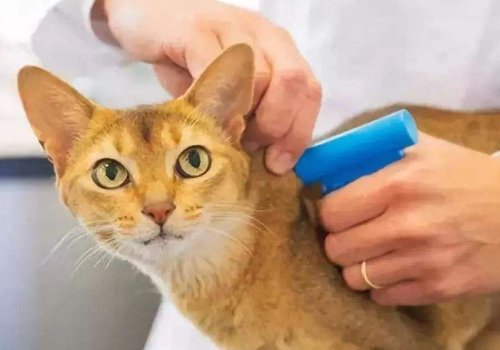 pets的用法