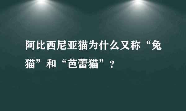 阿比西尼亚猫为什么又称“兔猫”和“芭蕾猫”？