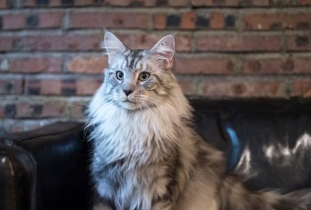 23万缅因猫意外坠楼死亡,保姆该不该承担相应的责任?