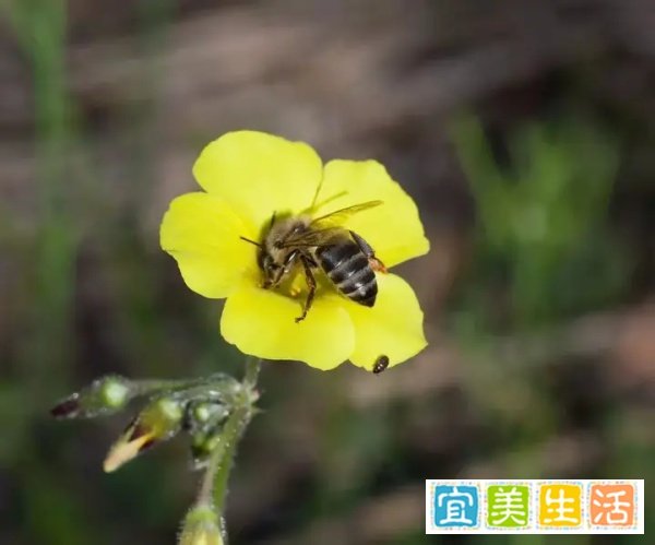 60余只南非企鹅离奇死亡，凶手竟是一种蜜蜂