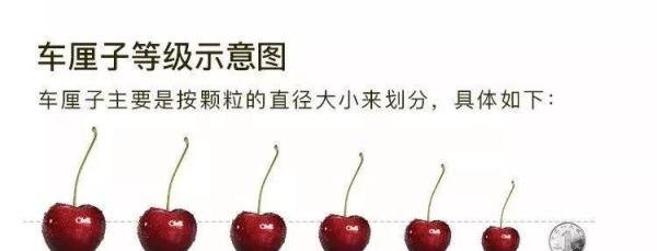 车厘子等级揭秘:J、JJ、JJJ、JJJJ代表什么?