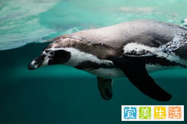 60余只南非企鹅离奇死亡，凶手竟是一种蜜蜂