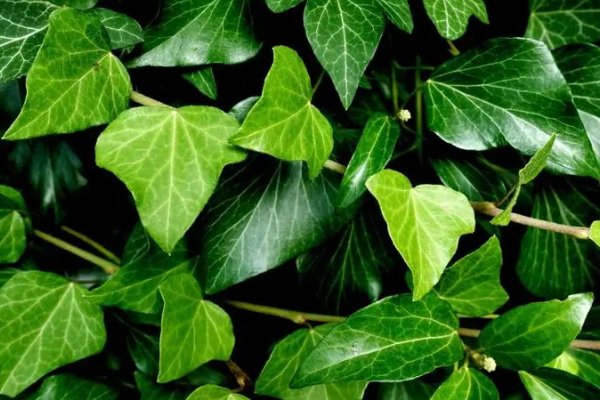 什么植物可以净化室内空气