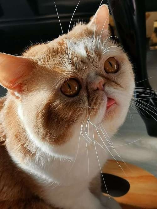 接吻猫一般人不敢碰