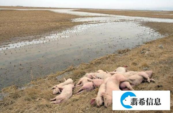 黄河大堤死猪事件是什么原因?看看官方回应!