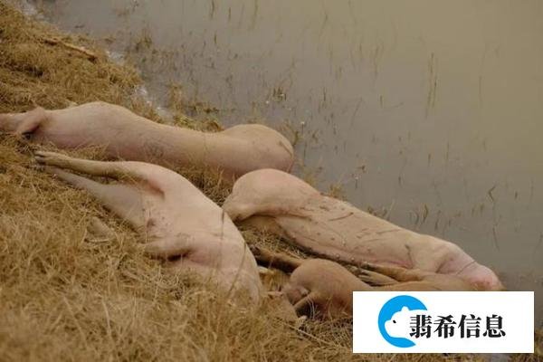 黄河大堤死猪事件是什么原因?看看官方回应!