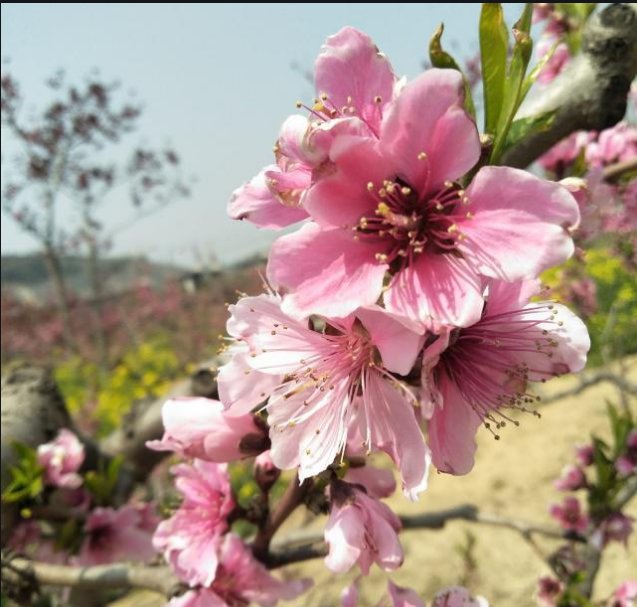 开花结果是什么意思？